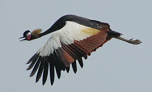 File:Flickr - Rainbirder - Black Crowned Crane (Balearica pavonina) (cropped).jpg