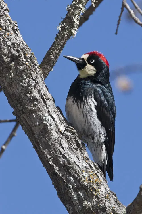 File:Melanerpes formicivorus -San Luis Obispo, California, USA -male-8.jpg