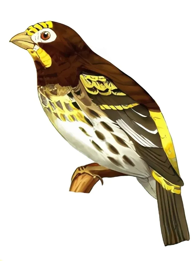 File:Chrysocorythus estherae 2.jpg