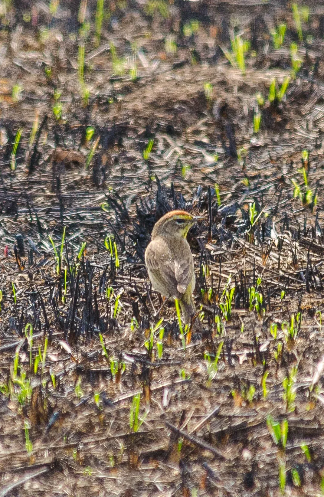 File:Palm Warbler (Setophaga palmarum) - 52165995215.jpg