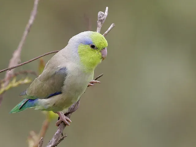 File:Forpus coelestis -Peru -male-8.jpg