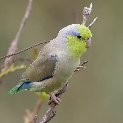 File:Forpus coelestis -Peru -male-8-2c.jpg