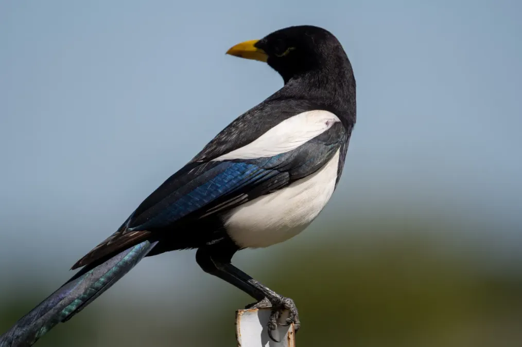 File:Pica nuttalli 279928662.jpg
