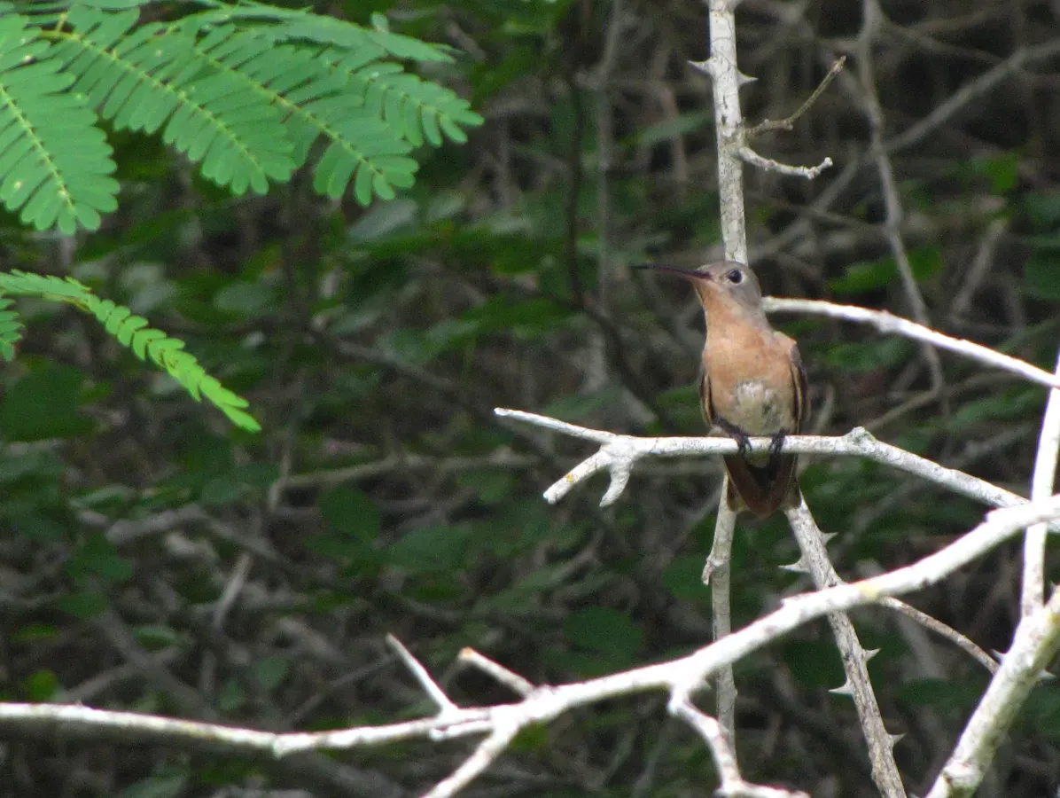 File:Leucippus fallax -near Ocumare de la Costa, Estado Aragua, Venezuela-8.jpg