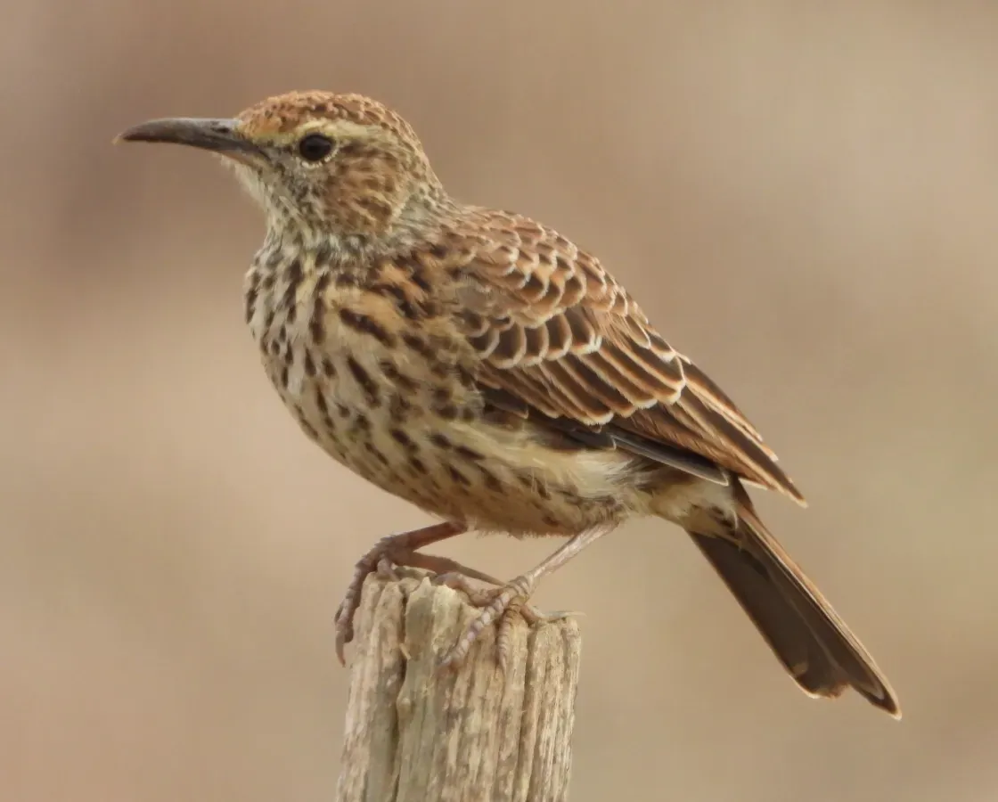File:Certhilauda curvirostris 264775837.jpg