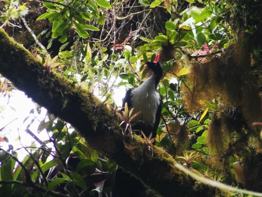 File:Pavón cornudo (Oreophasis derbianus).jpg