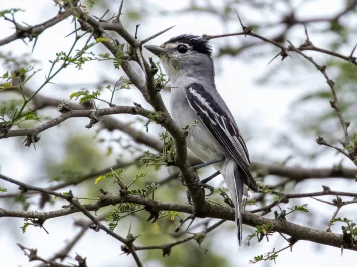 File:Pachyramphus albogriseus Black-and-White Becard (male); Jaen, Cajamarca, Peru.jpg