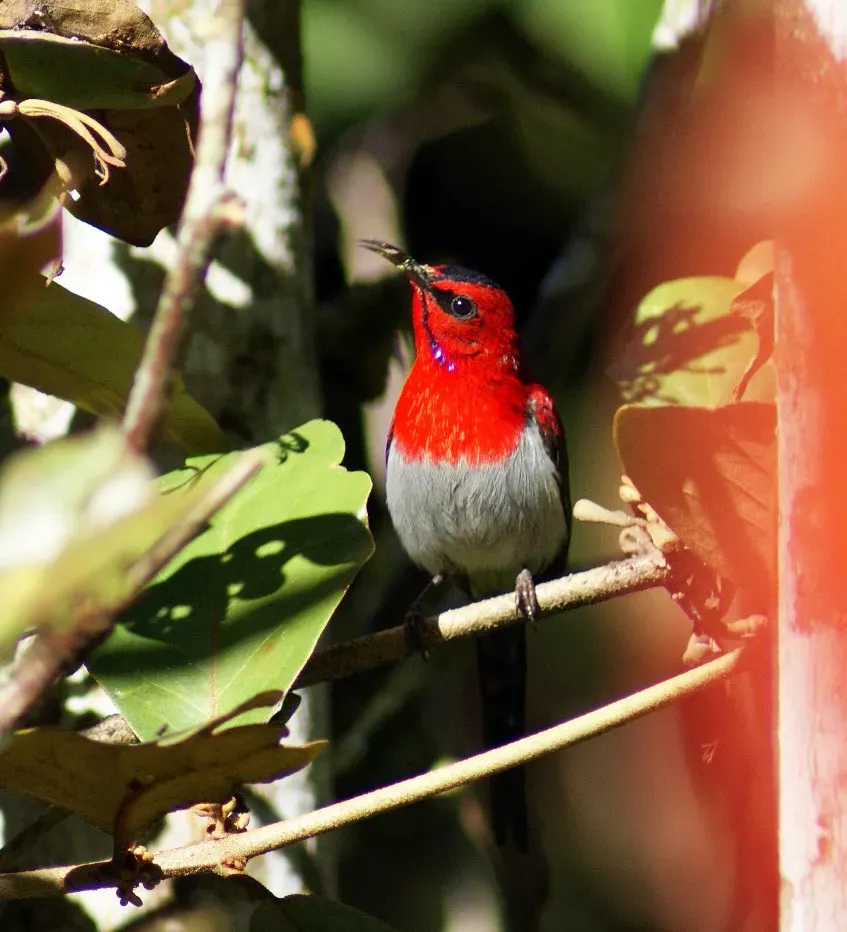File:Aethopyga mystacalis 102189 (cropped).jpg