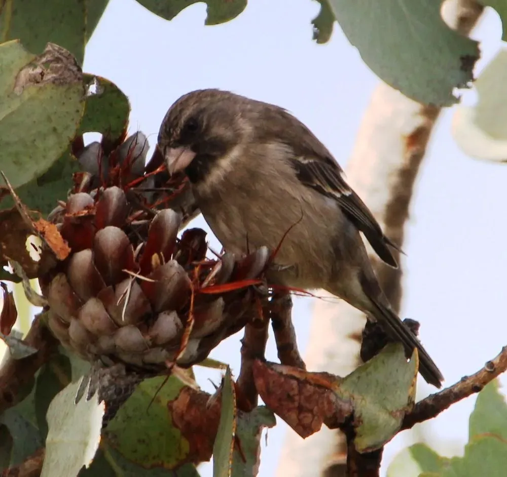 File:Crithagra leucoptera 15690336.jpg