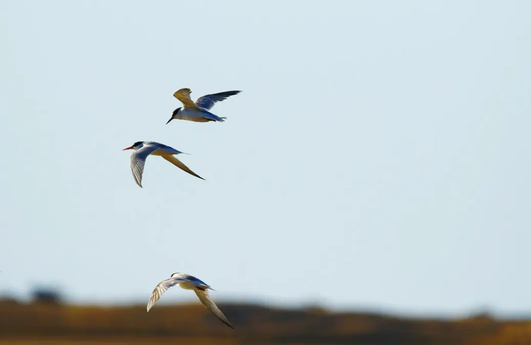 File:Saunders's Tern (Sternula saundersi) flying, UAE.jpg