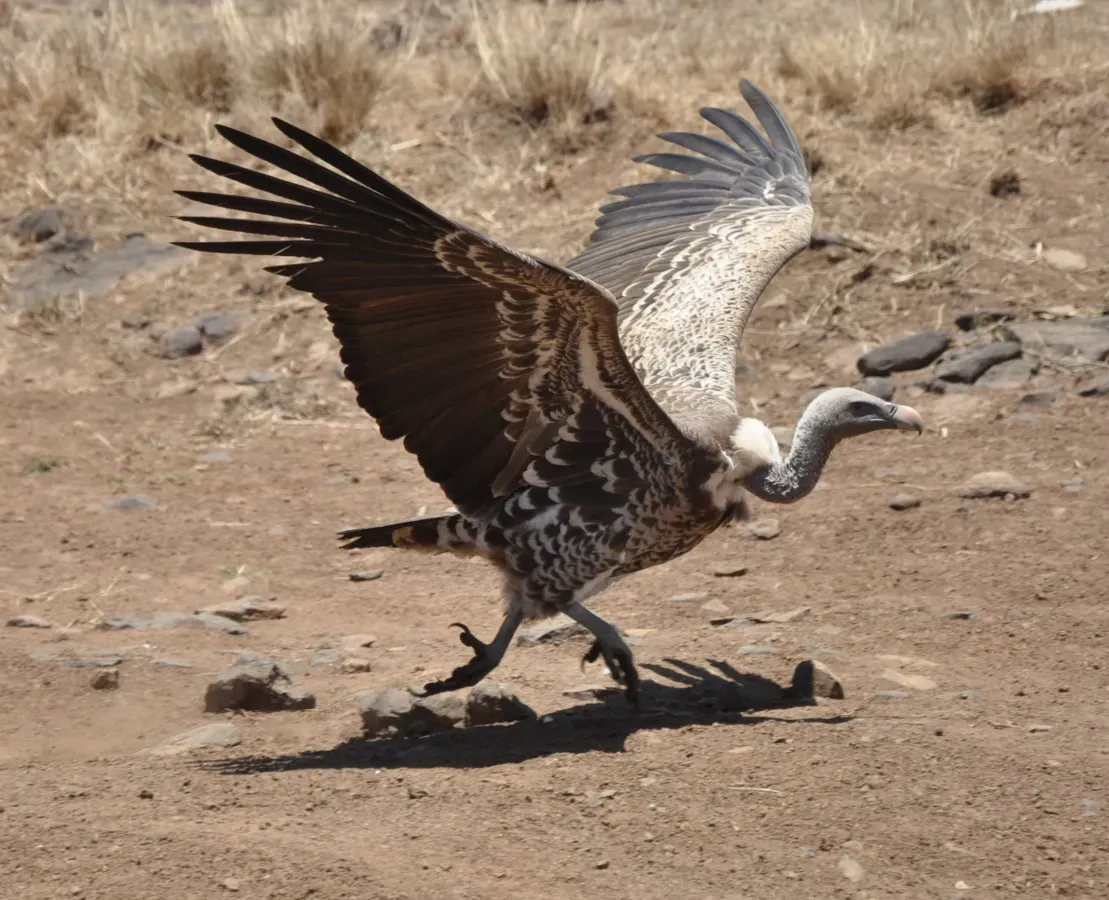 File:Gyps rueppellii -Nairobi National Park, Kenya-8-4c.jpg