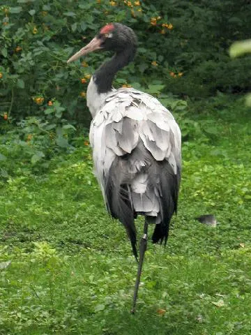 File:Stavenn Grus nigricollis 00.jpg