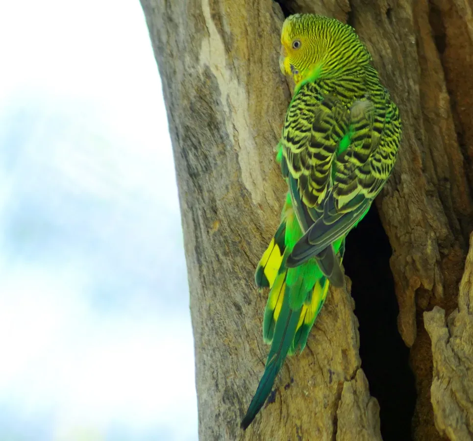 File:Melopsittacus undulatus Alice Springs Desert Park (crop 2).jpg