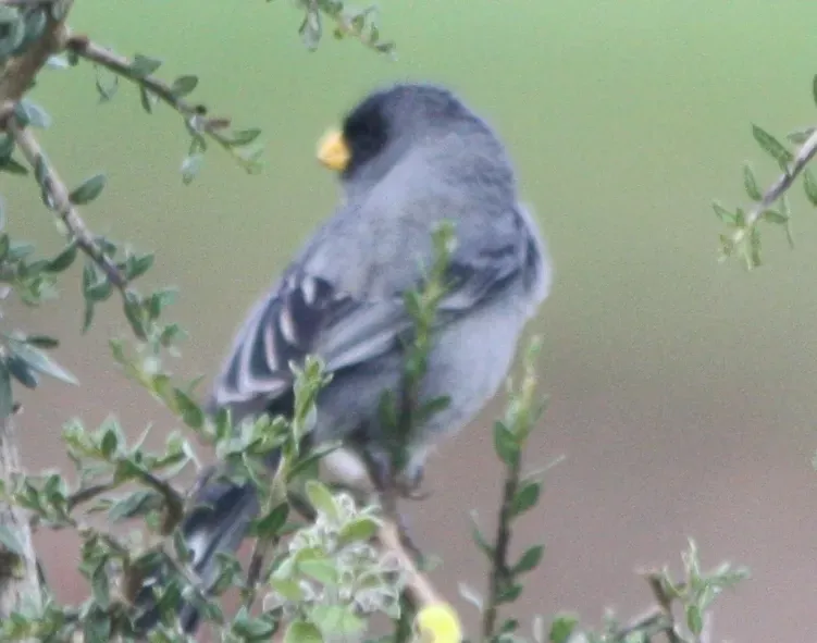 File:Catamenia analis 652554.jpg