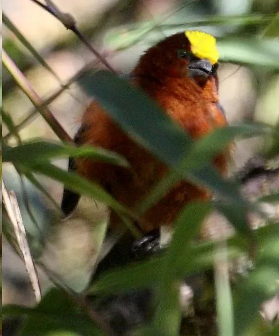 File:Catamblyrhynchus diadema 1.jpg