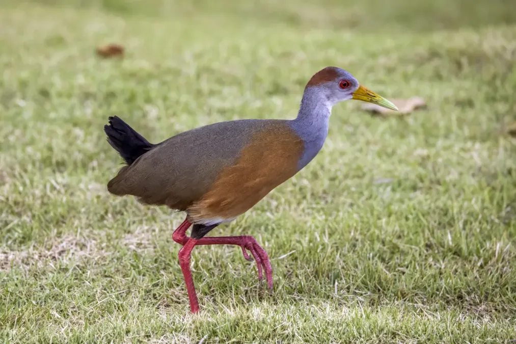 File:Russet-naped wood-rail (Aramides albiventris albiventris) Cayo.jpg