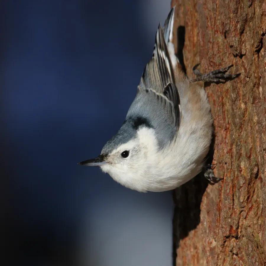 File:Sitta carolinensis CT2.jpg