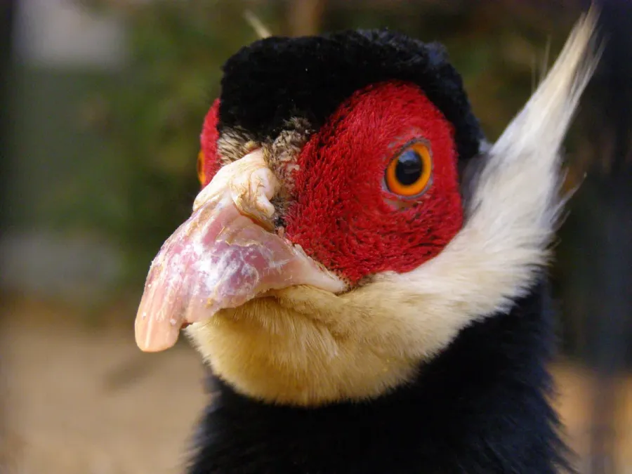 File:Crossoptilon auritum -Antwerp Zoo, Belgium -head-8a.jpg