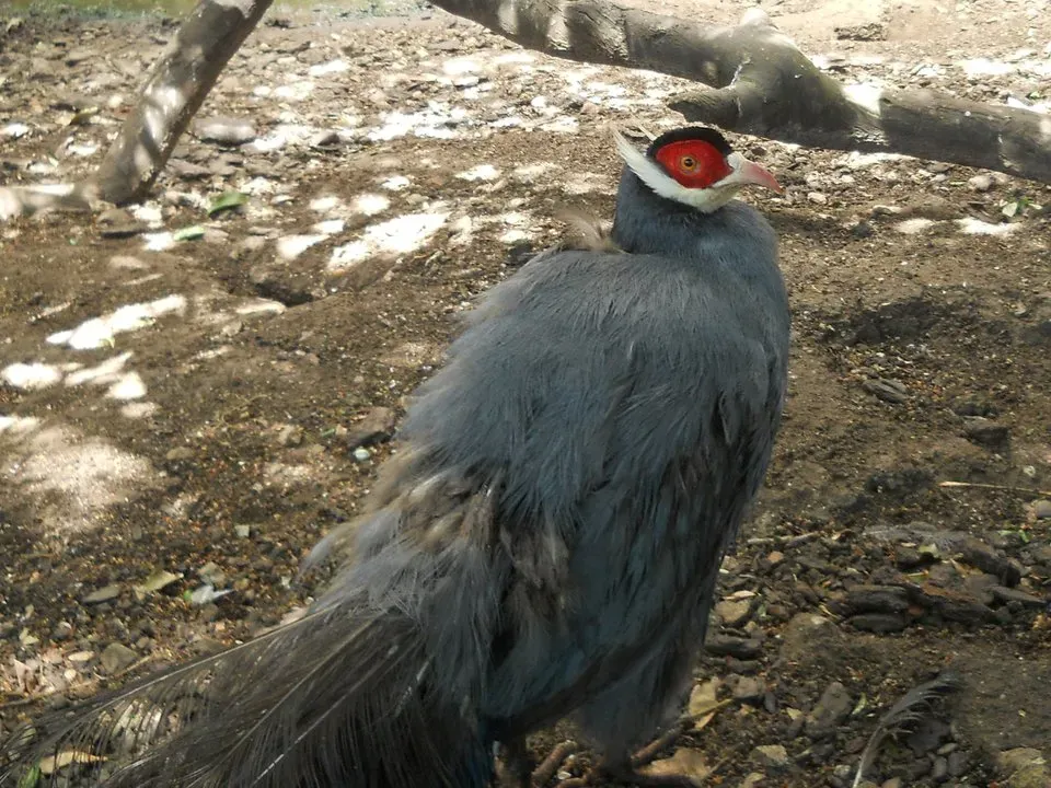 File:Crossoptilon auritum -Lisbon Zoo, Portugal-8a.jpg