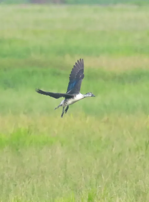 File:Knob-billed duck (Sarkidiornis melanotos) takeoff.jpg