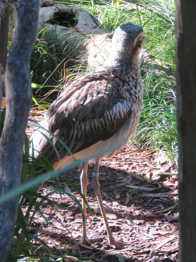 File:Bush stone-curlew (Burhinus grallarius) in Perth Zoo, June 2023 03.jpg