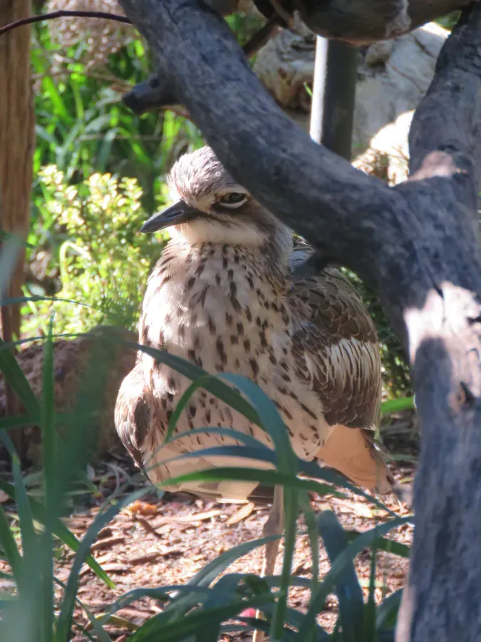 File:Bush stone-curlew (Burhinus grallarius) in Perth Zoo, June 2023 05.jpg