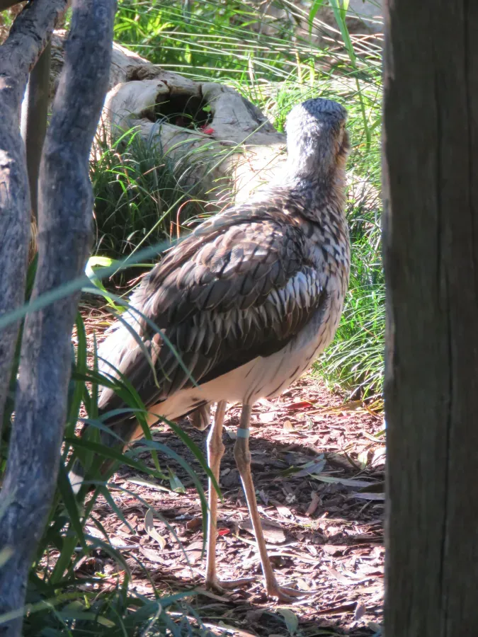 File:Bush stone-curlew (Burhinus grallarius) in Perth Zoo, June 2023 08.jpg