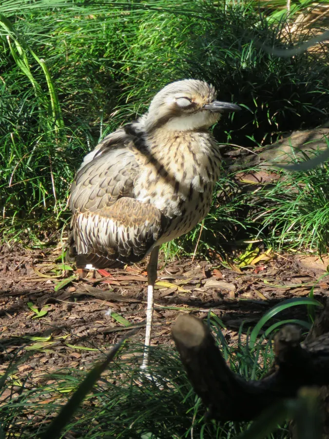 File:Bush stone-curlew (Burhinus grallarius) in Perth Zoo, June 2023 15.jpg
