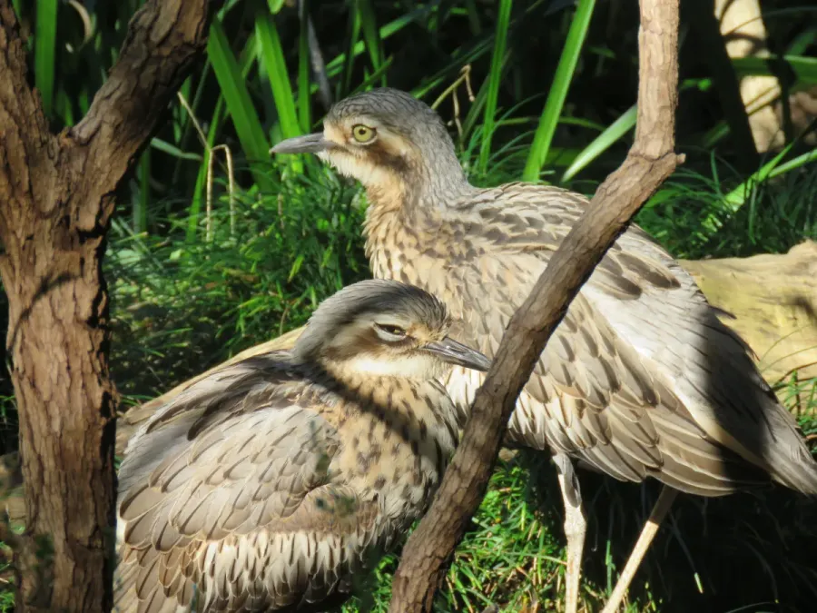 File:Bush stone-curlew (Burhinus grallarius) in Perth Zoo, June 2023 17.jpg