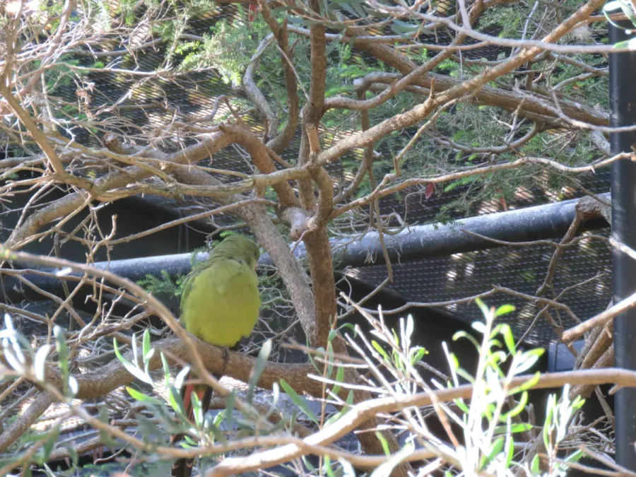 File:Regent parrot (Polytelis anthopeplus) at Perth Zoo, June 2023 02.jpg