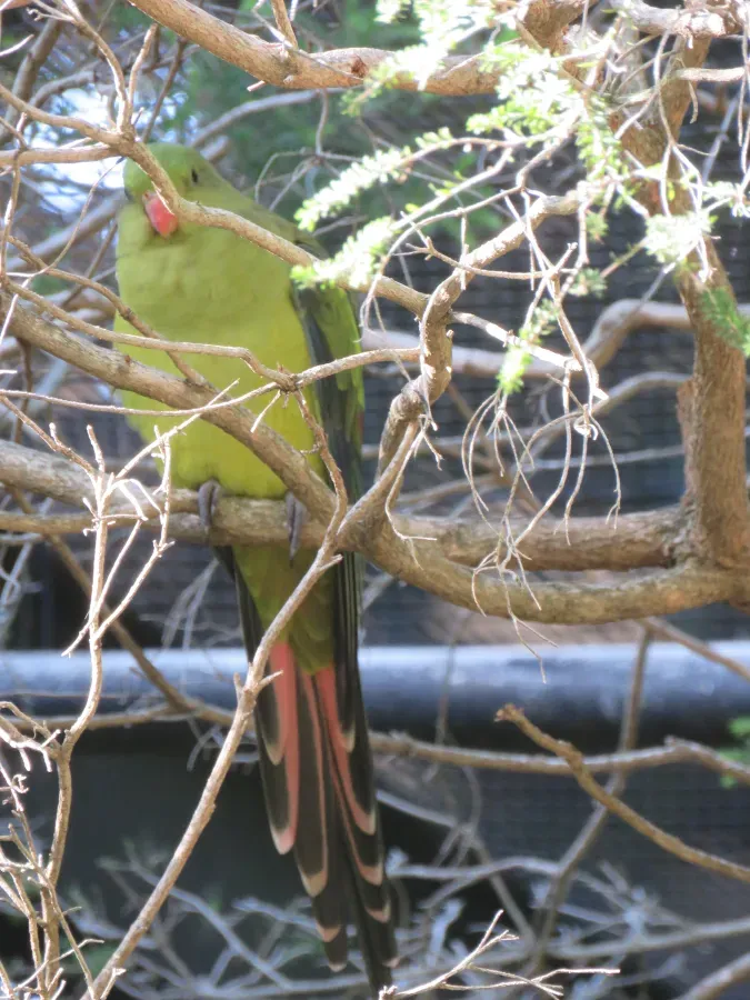 File:Regent parrot (Polytelis anthopeplus) at Perth Zoo, June 2023 03.jpg