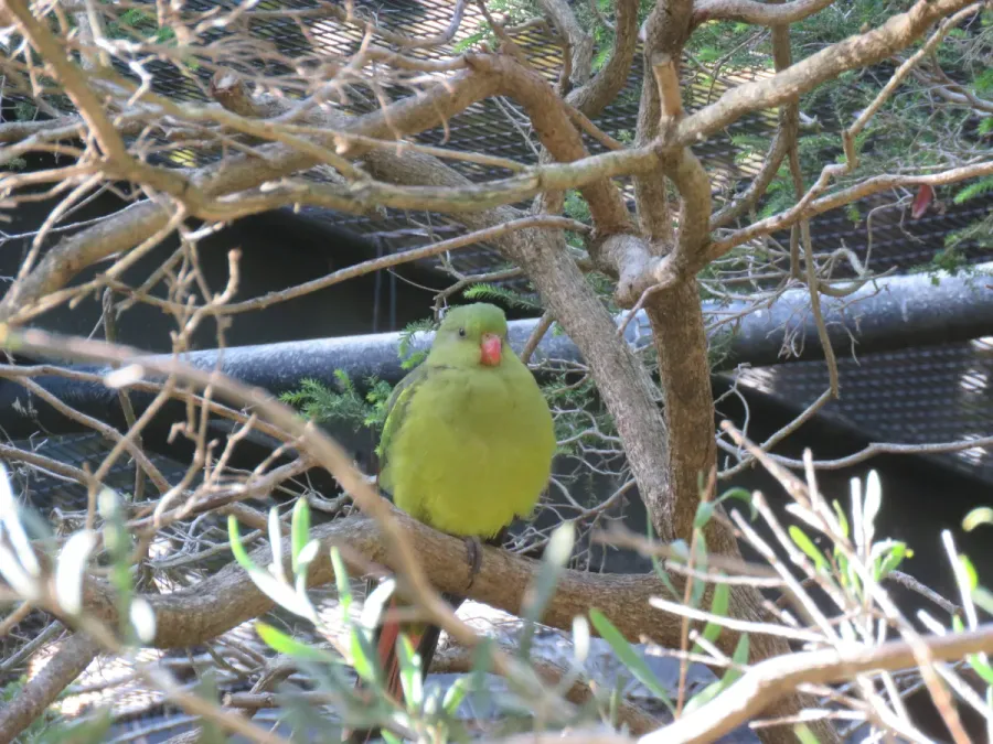 File:Regent parrot (Polytelis anthopeplus) at Perth Zoo, June 2023 01.jpg