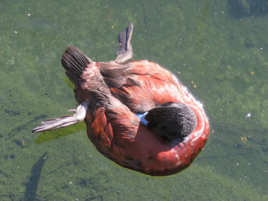 File:Blue-billed duck (Oxyura australis) at Perth Zoo, June 2023 02.jpg