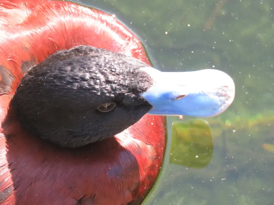 File:Blue-billed duck (Oxyura australis) at Perth Zoo, June 2023 04.jpg