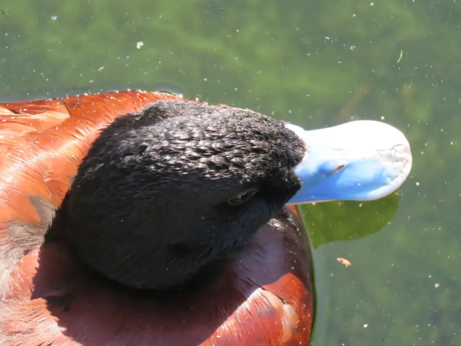 File:Blue-billed duck (Oxyura australis) at Perth Zoo, June 2023 05.jpg