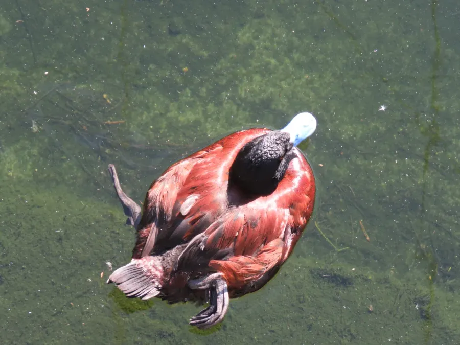 File:Blue-billed duck (Oxyura australis) at Perth Zoo, June 2023 06.jpg