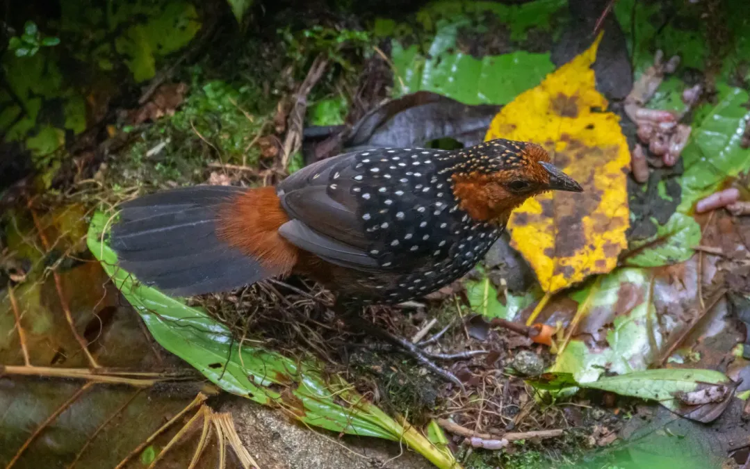 File:Acropternis orthonyx 177698961.jpg