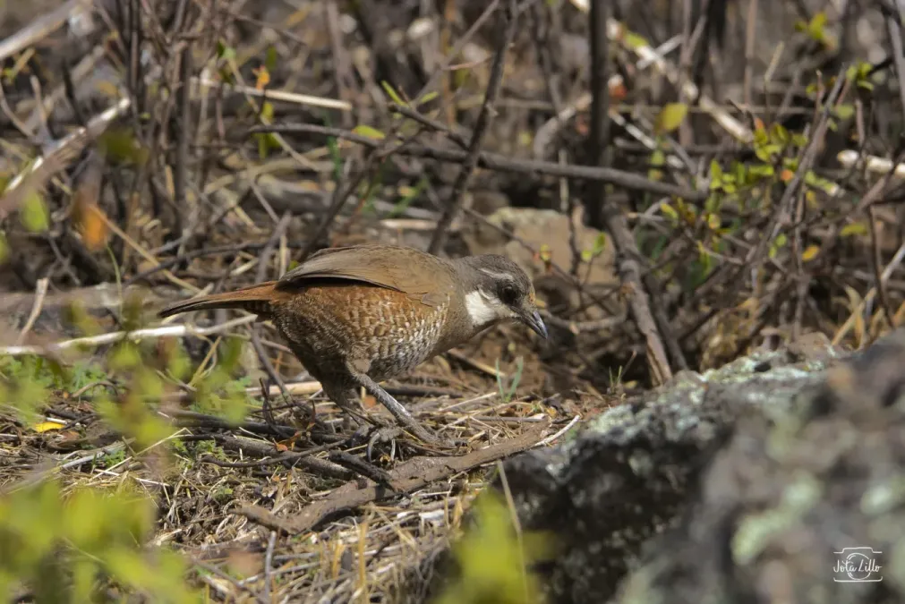 File:Pteroptochos megapodius megapodius 45574329.jpg