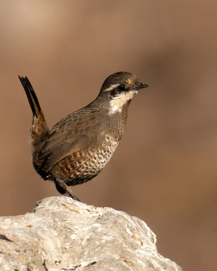 File:Pteroptochos megapodius 188366152.jpg