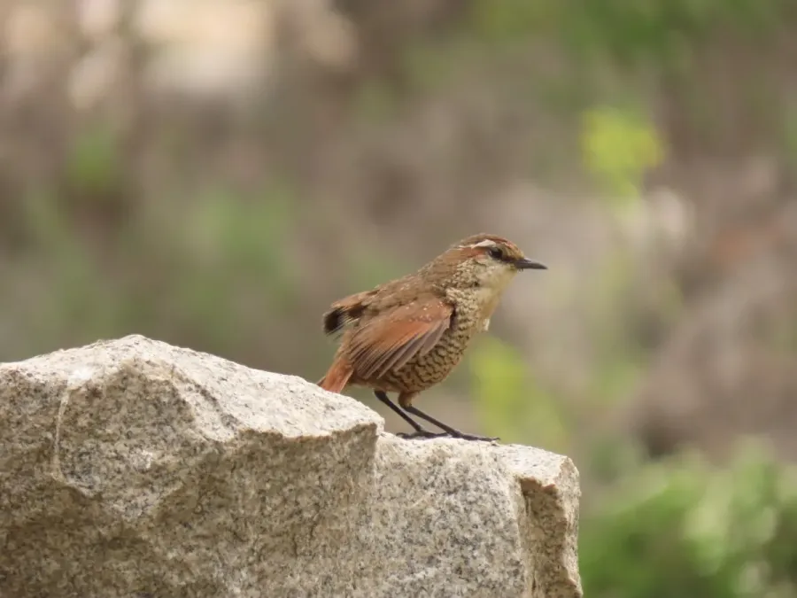 File:Scelorchilus albicollis 236516191.jpg