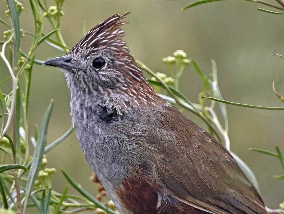 File:Rhinocrypta lanceolata 195443788.jpg