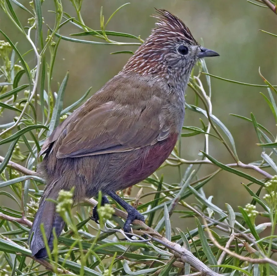 File:Rhinocrypta lanceolata 195444027.jpg