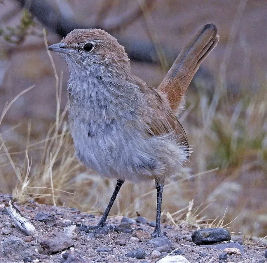 File:Teledromas fuscus 195454646.jpg