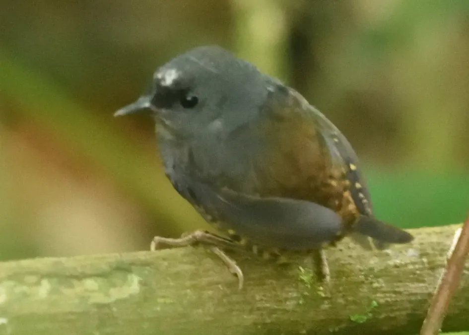 File:Scytalopus sanctaemartae 255939514.jpg