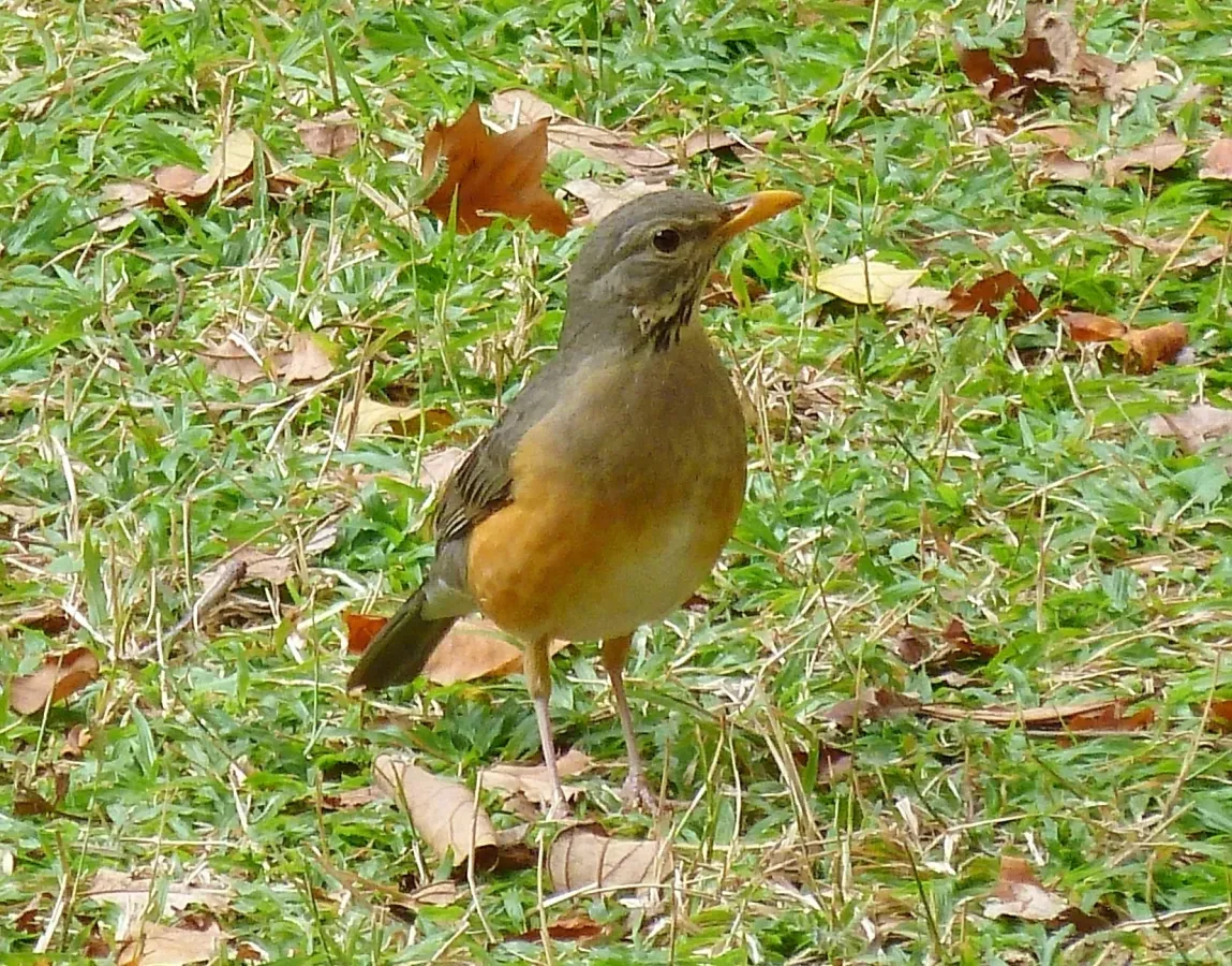 File:Turdus libonyana libonyana, Manie vd Schijff BT, a.jpg