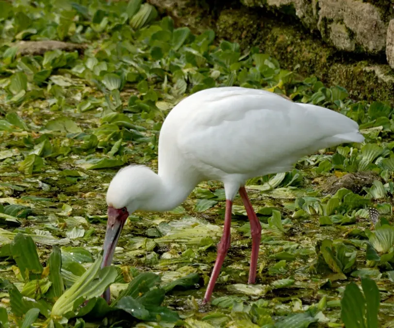 File:Platalea alba eating JdP.jpg
