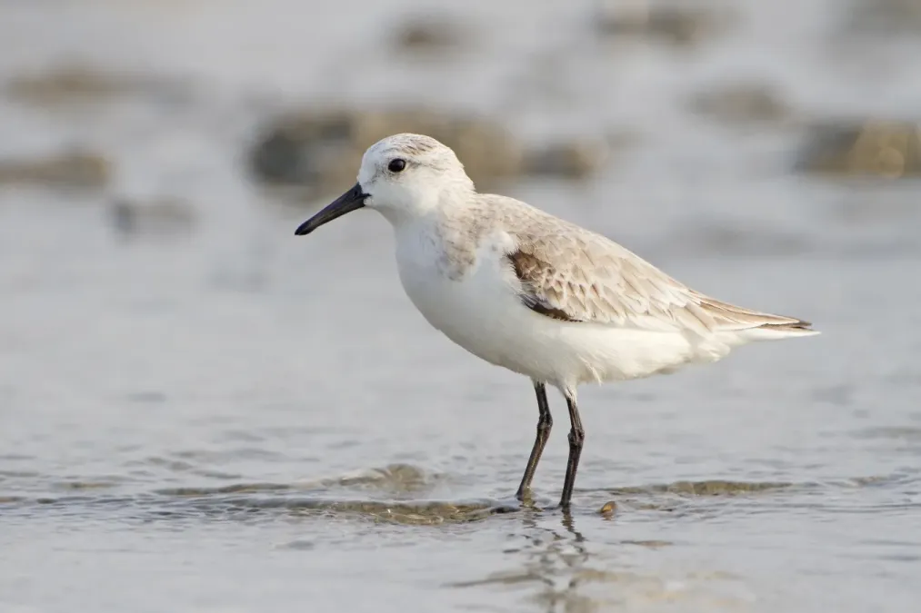 File:Calidris alba - Laem Phak Bia.jpg