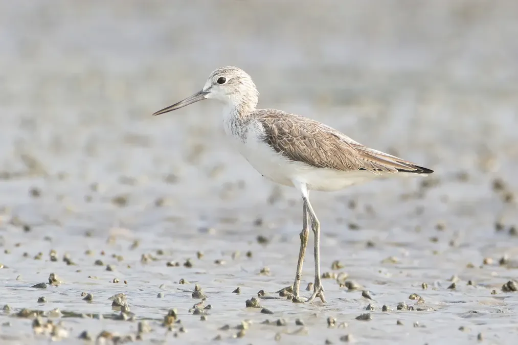 File:Tringa nebularia - Laem Phak Bia.jpg