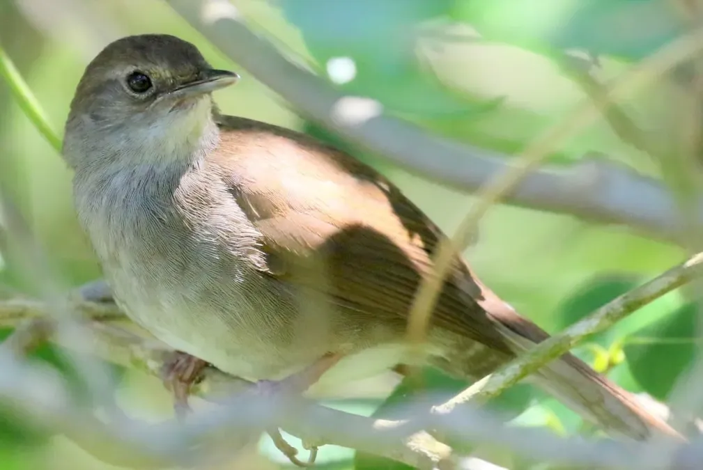 File:Bradypterus sylvaticus 104456589.jpg