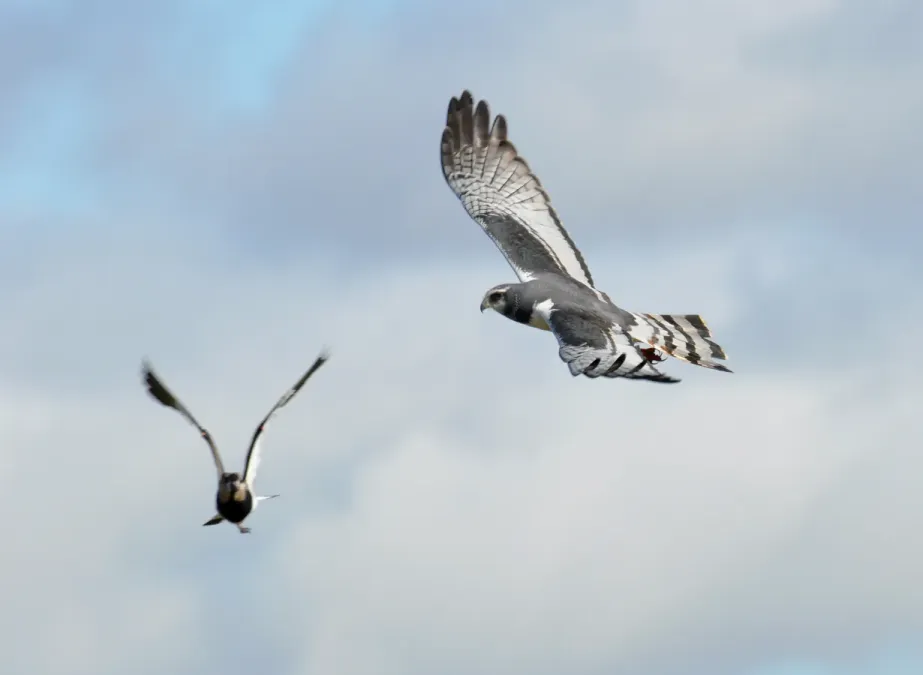 File:Circus buffoni Vanellus chilensis.jpg